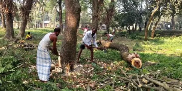 বাকৃবিতে উন্নয়নের আড়ালে পরিবেশ ধ্বংস